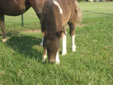 Trying Grass