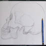 Anatomy Practice Skull Sept 22 2020