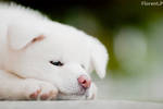 My little dog : Akita Inu by Lambo8