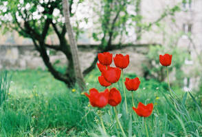 Tulips of spring