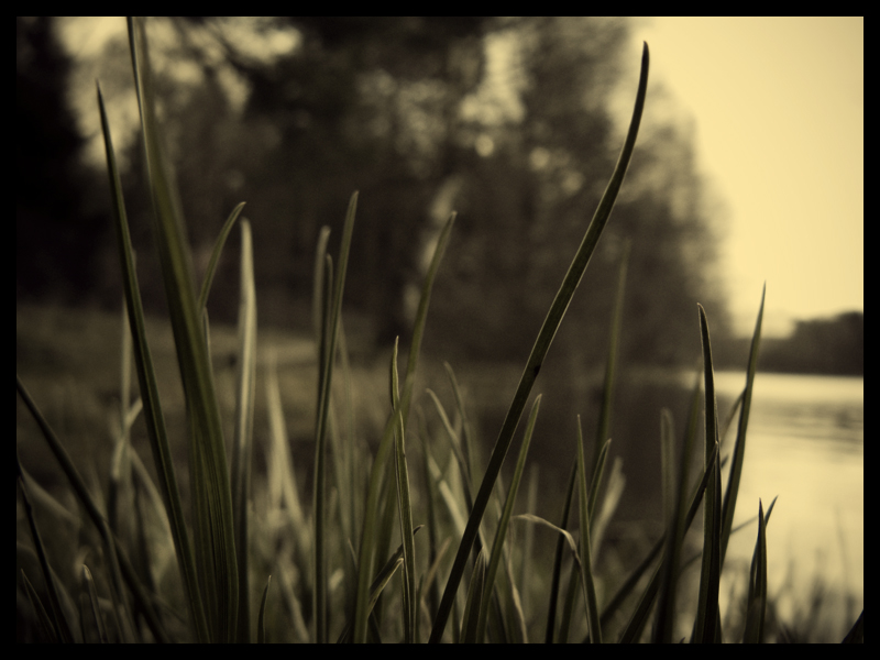 Grass.