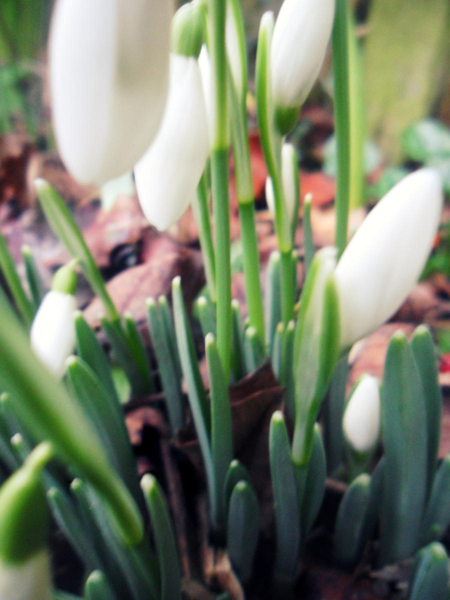 Snow Drops