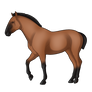 Horse - Buckskin