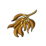 Kelp