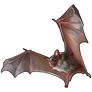 Cave Bat - Grey