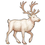 Reindeer - Albino