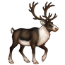 Reindeer - Black