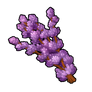 Salvia Sage