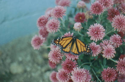 Butterfly encounter 2