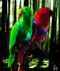 Eclectus parrot