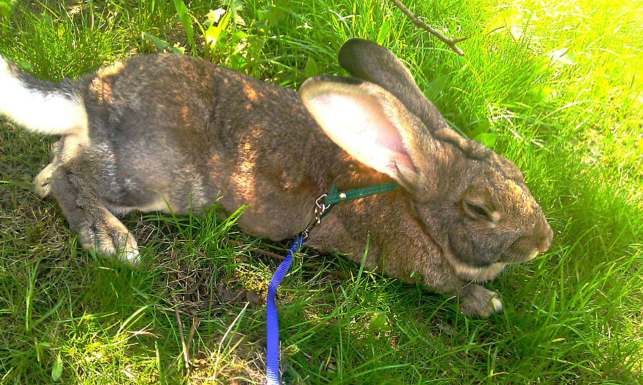 My bunny Belgian Gigant by Isillie on DeviantArt