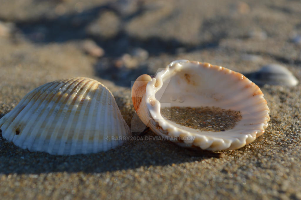 Shells by Barby2604 on DeviantArt