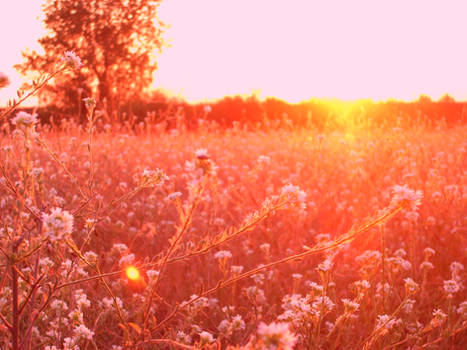 Sunset in flower field