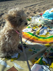 Hazel at the beach