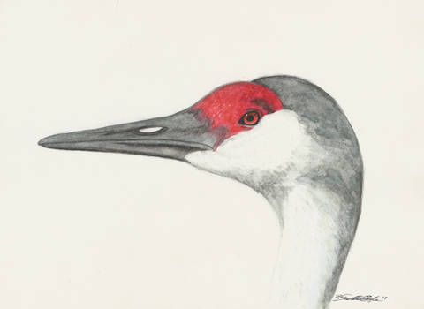 Sandhill Crane