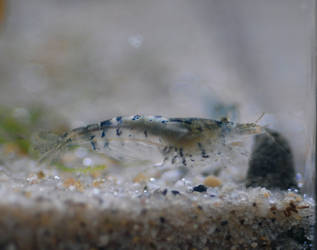 carbon rilli freshwater aquarium shrimp