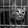 Kitten Jailed