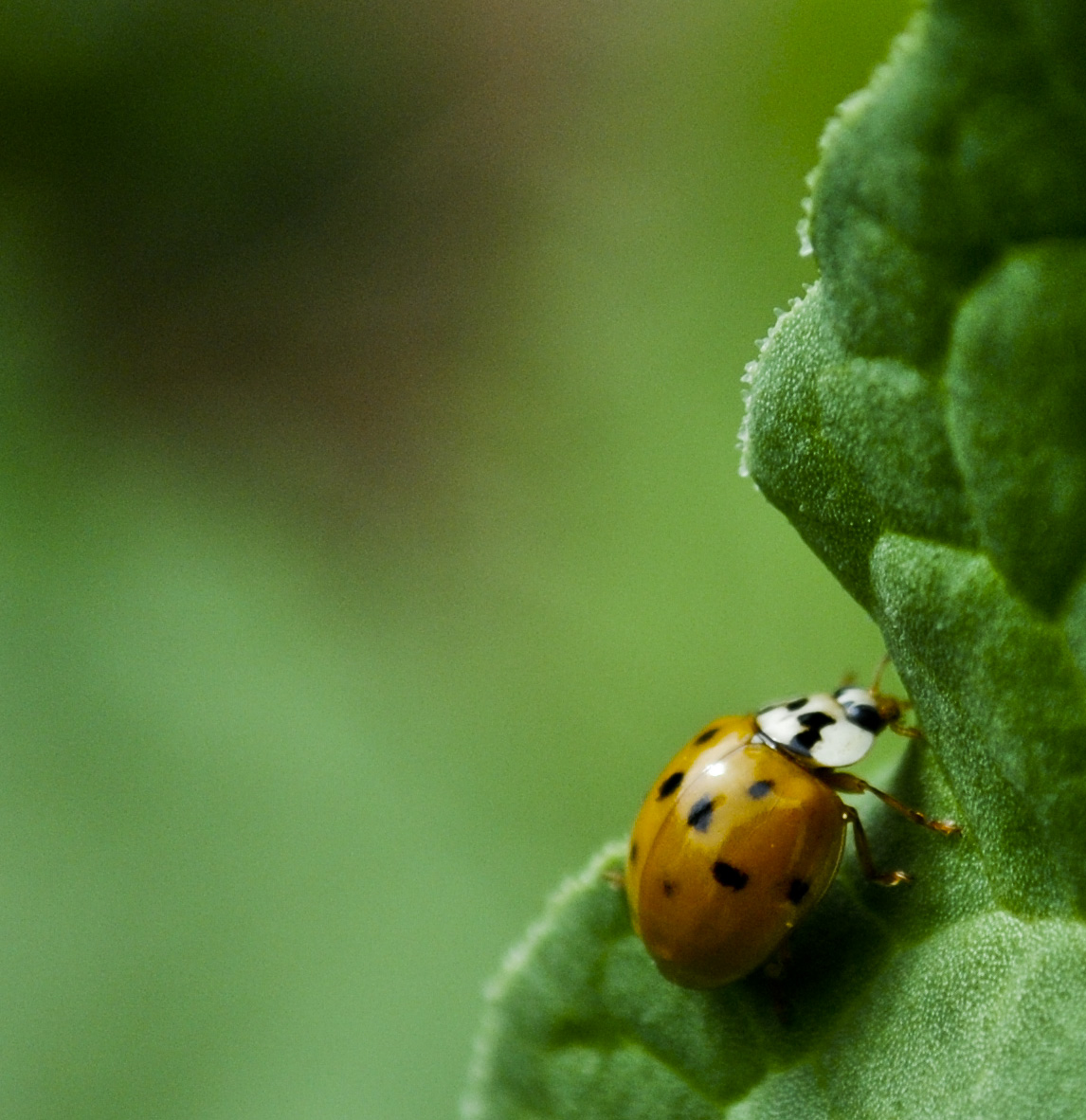 Lovely Ladybug