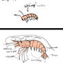 Shrimp Method: How to draw anything (process)