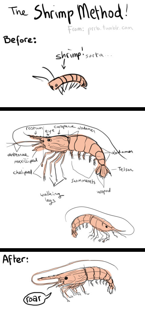 Shrimp Method: How To Draw Anything (Process) By Calbury On Deviantart