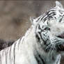 White tiger