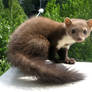 My marten - 2