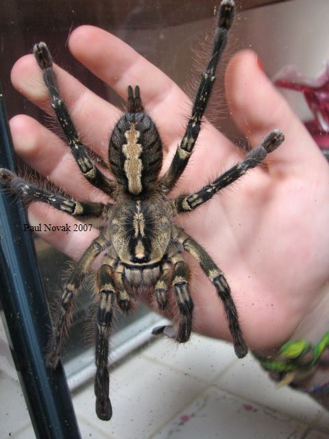 fringed ornamental tarantula