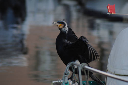 Cormorant