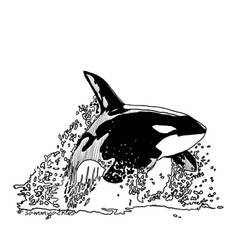 Leaping Orca 