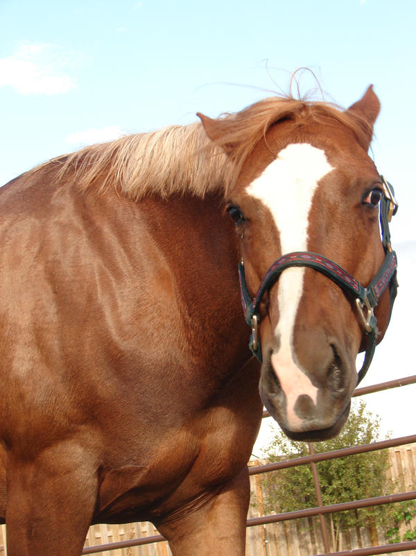 Grumpy Rodeo Horse Grumpy Horse by FoxyFlare on DeviantArt