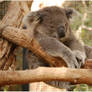 Koala, Taronga Zoo