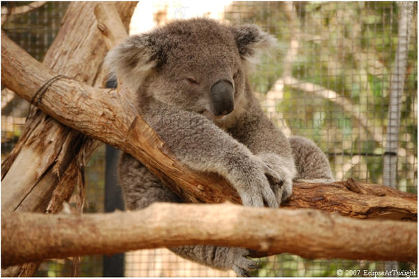 Koala, Taronga Zoo