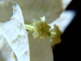 White flower