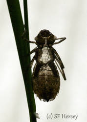 Dragonfly Nymph