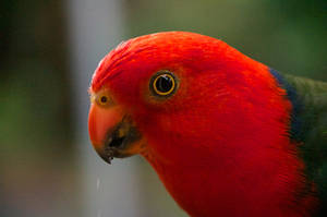 King Parrot