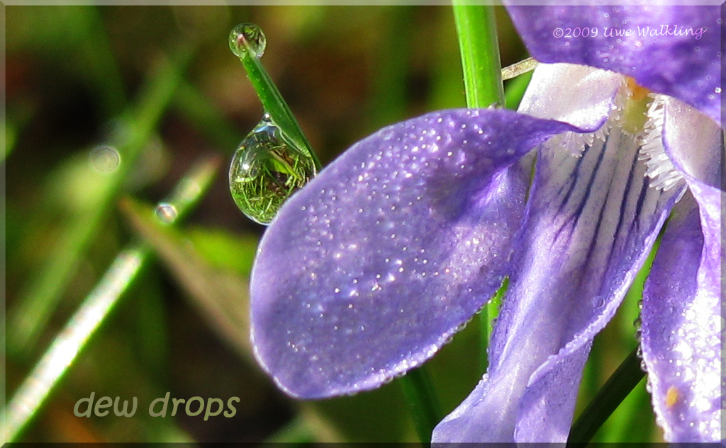 dew drops