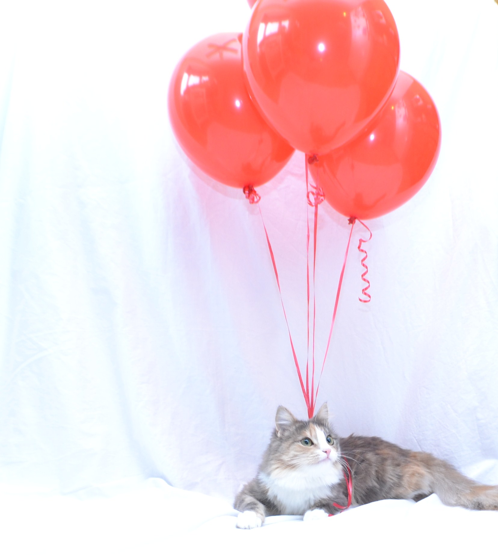 Jinx's Balloons