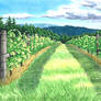 Vineyard