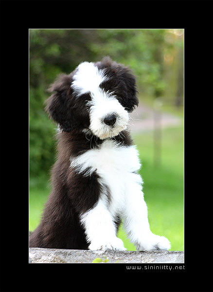 Bearded Collie - Puppy Pose