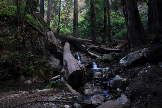 california forest