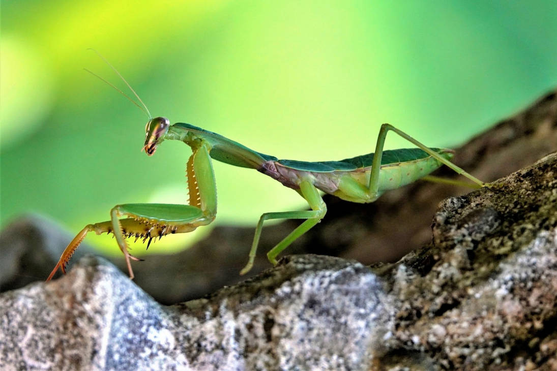 Praying Mantis by Masksaver on DeviantArt