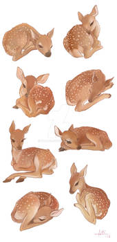 More fawns!