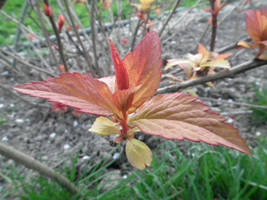 Red leaves