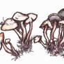 .:Mushrooms:.