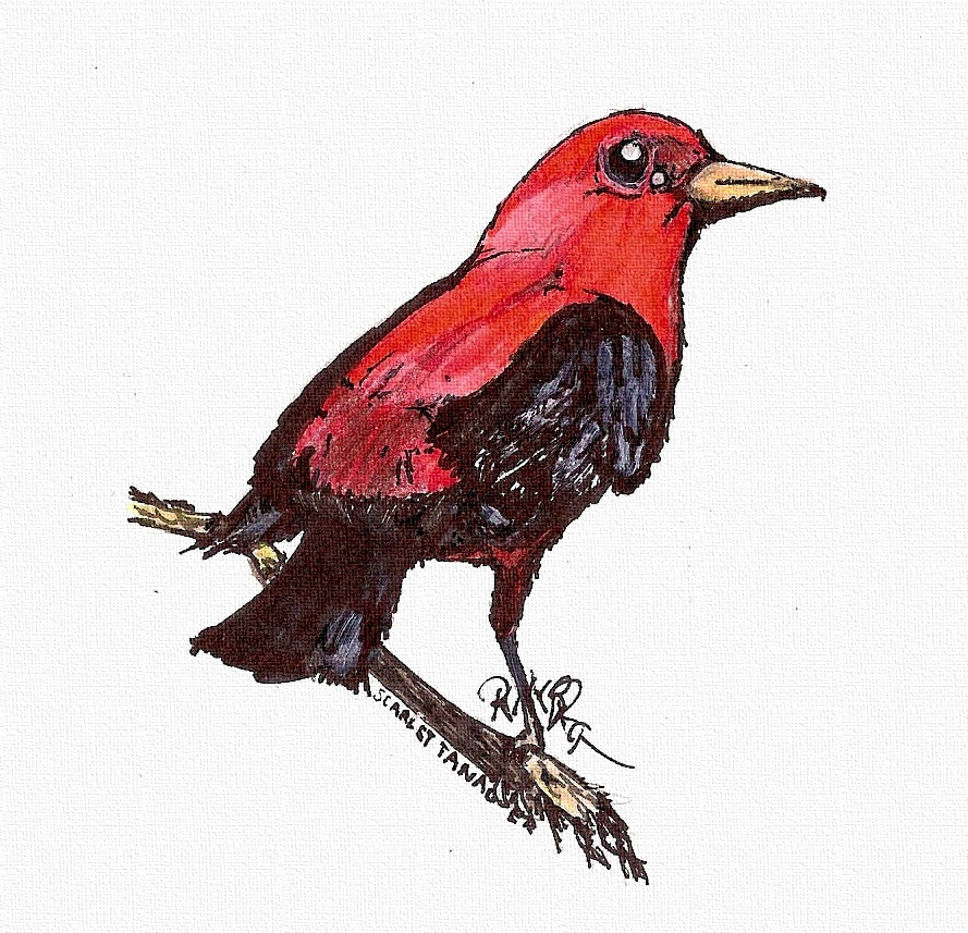 Scarlet tanager: