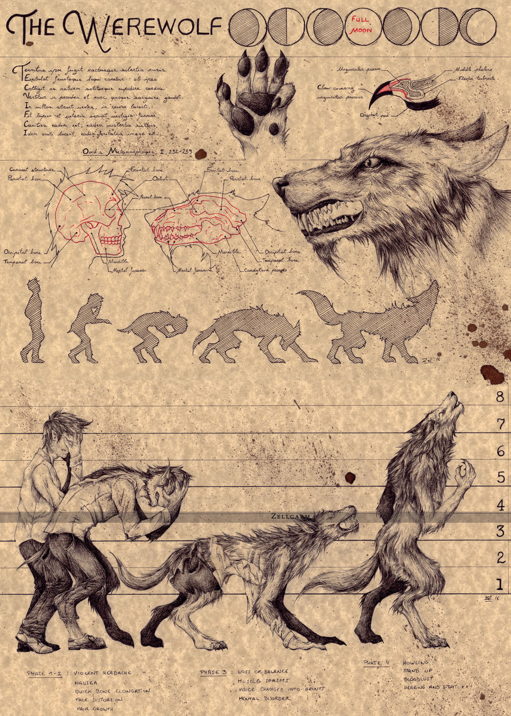 THE WEREWOLF by Zellgarm