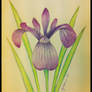 Iris - a lily