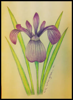 Iris - a lily