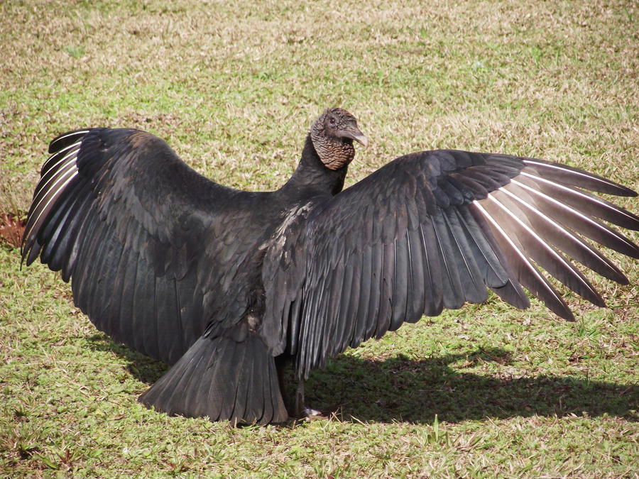 Displayed Vulture