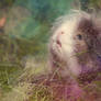 Dreamy little guinea pig.